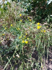 Medicago falcata