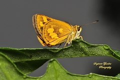 Taractrocera archias
