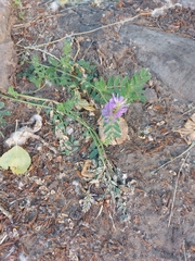 Astragalus laxmannii