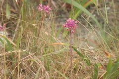 Allium dichlamydeum