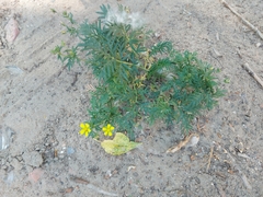 Potentilla tergemina