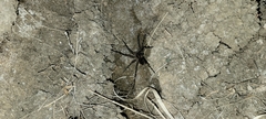 Dolomedes scriptus