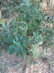 Chenopodium album