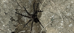 Dolomedes scriptus