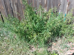 Urtica cannabina