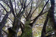 Podocarpus laetus