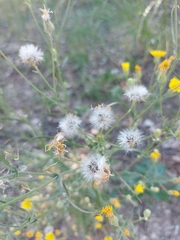 Crepis tectorum