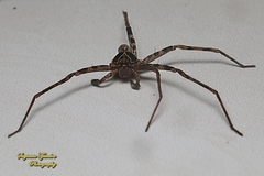 Heteropoda tetrica