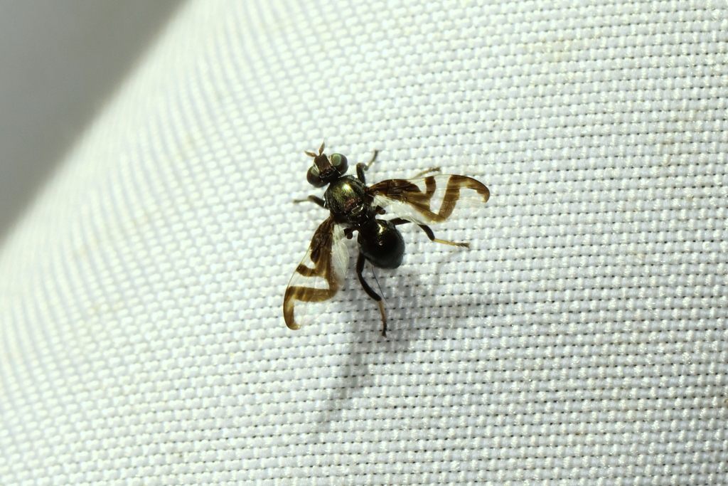 Rivellia conjuncta