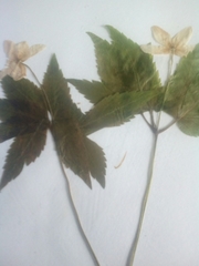 Anemonoides trifolia