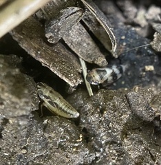Anoscopus