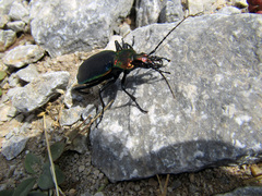 Carabus arcadicus
