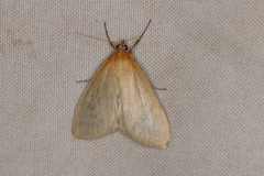 Sitochroa dasconalis
