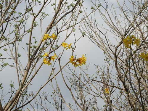 Image of Handroanthus chrysanthus by (c) Francisco Farriols Sarabia, some rights reserved (CC BY)