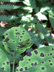 Ognevia longipennis