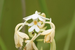 Calanthe odora