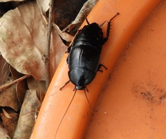 Nyctibora tetrasticta