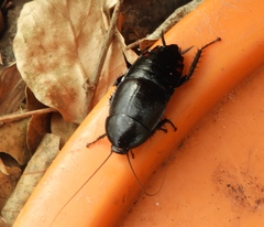 Nyctibora tetrasticta