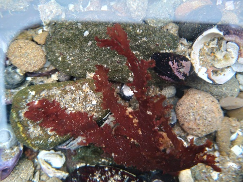 Callophyllis variegata observed 2022-06-12