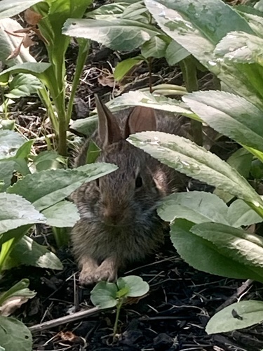 Eastern Cottontail photographed in New York