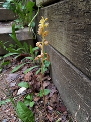 Corallorhiza striata vreelandii