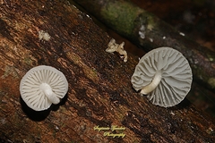 Fungi