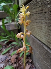 Corallorhiza striata vreelandii