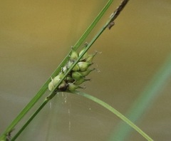Carex striata
