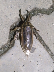 Lethocerus indicus