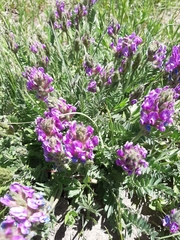 Oxytropis borealis