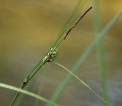 Carex striata