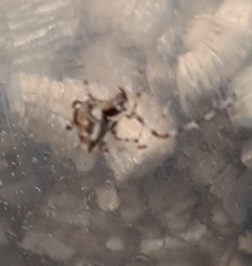 Cryptachaea meraukensis