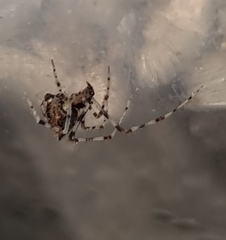 Cryptachaea meraukensis