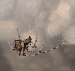 Cryptachaea meraukensis