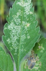 Microtechnites bractatus