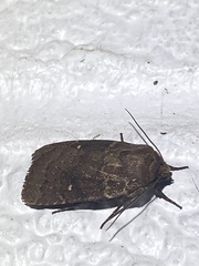 Pseudorthodes