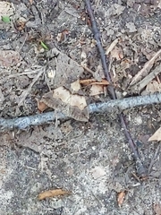 Zanclognatha laevigata