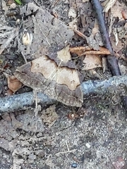 Zanclognatha laevigata