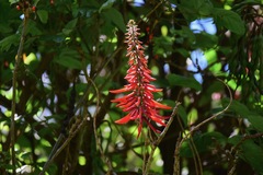 Erythrina rubrinervia