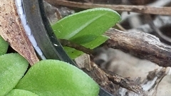 Pterostylis excelsa