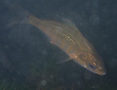 Cymatogaster aggregata