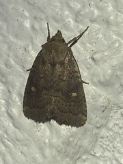 Pseudorthodes