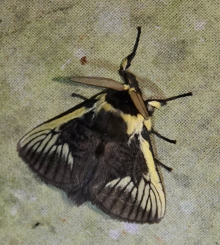 Podalia angulata