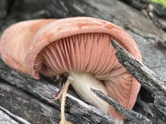 Rhodotus