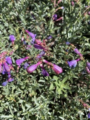 Penstemon azureus