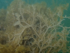 Amathia verticillata