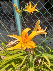 Hemerocallis fulva kwanso