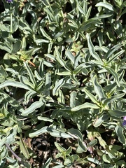 Penstemon azureus