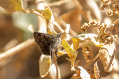 Hesperopsis gracielae