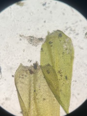 Brachythecium capillaceum